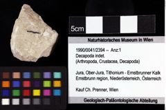 Foto (Objket + Etiketten) von Decapoda indet. 